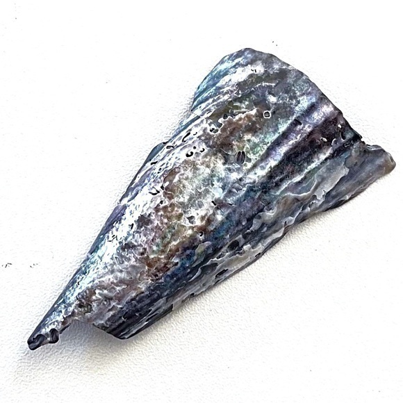 A Gift of Florida! Iridescent Pen/Abolone/Rainbow Seashell! - Picture 1 of 3